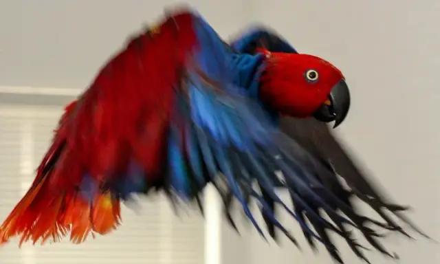 Pappagallo inseparabile con piume rosse e blu, in volo. Un'immagine che evoca la fragilità della vita, quasi una morte improvvisa.