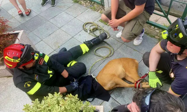 Vigili del Fuoco soccorrono un cane spaventato, forse un cardellino pullo, legato con una corda.