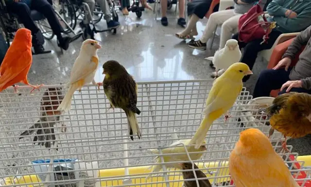 Canarini di vari colori, arancioni, gialli, bianchi e verdi, in gabbia. Forse un momento di accoppiamento canarini.