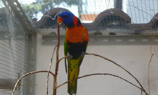 Un pappagallo arcobaleno, con piume vivaci, si posa su un ramo. La sua testa blu e arancione spicca. Questi uccelli colorati sono un esempio di come la natura crei meraviglie, quasi fossero "estrusi" da un sogno.