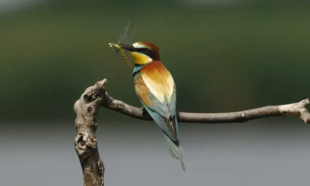 Un colorato uccello insettivoro, un gruccione, tiene una libellula nel becco mentre è appollaiato su un ramo.