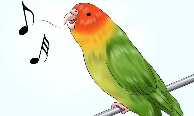 Cocorita colorata canta felice, con note musicali che escono dal suo becco. Impara come addestrare una cocorita con pazienza e amore.