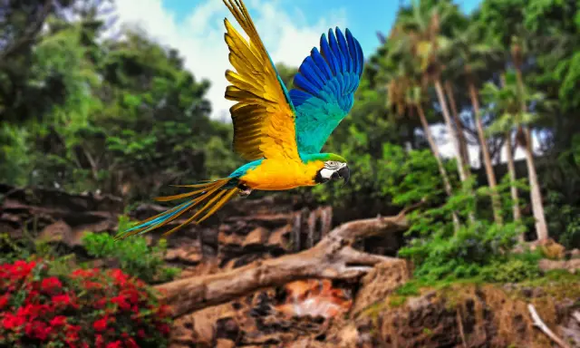 Un pappagallo vola libero nel loro parque Tenerife, con le sue ali gialle e blu che spiccano tra la vegetazione lussureggiante.