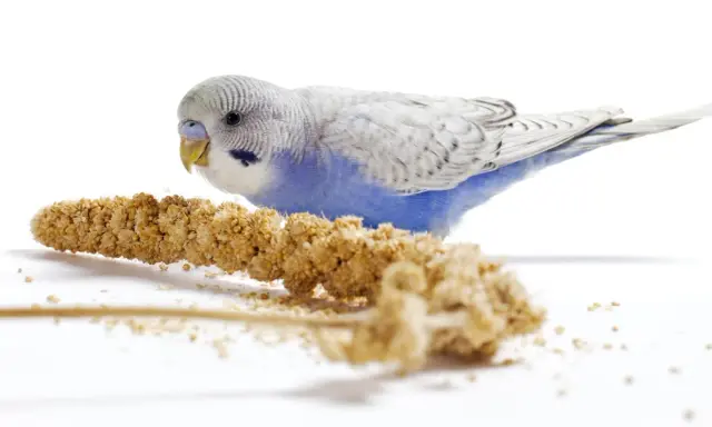 Un pappagallino azzurro e bianco, con un'espressione di panico semi, si avvicina a un grappolo di panico.