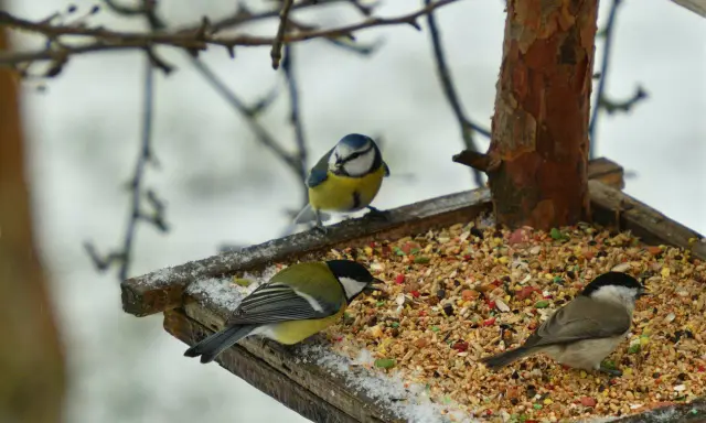 Tre cinciallegre e un codirosso si nutrono su una mangiatoia con semi misti, tra cui miglio rosso, in una giornata invernale.