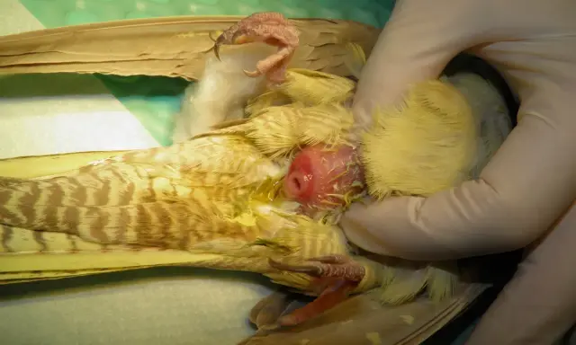 Esame di un uccello con uova non fecondate visibili.