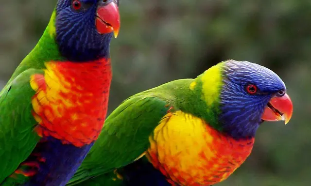 Due lorichetto arcobaleno, con piumaggio vibrante, si stagliano su uno sfondo verde sfocato.