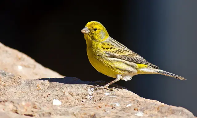 Cardellino femmina, con piumaggio giallo e striature grigie, posa su una roccia. Il suo canto risuona nell'aria.