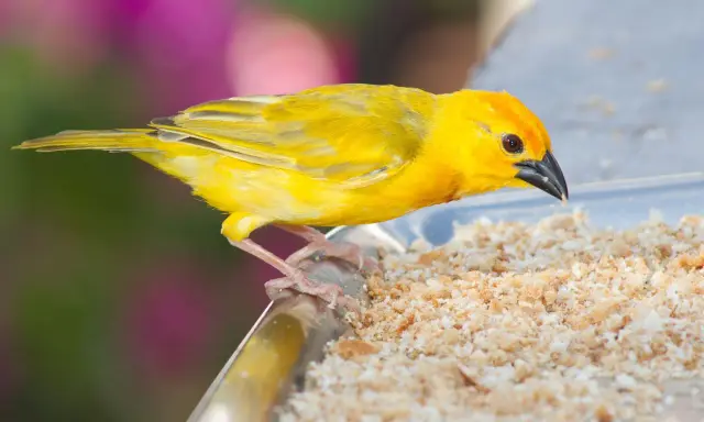 Un canarino giallo brillante mangia briciole su un piatto. Ecco cosa mangiano i canarini: semi e granaglie.