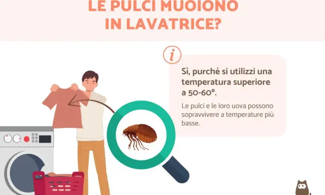 Le pulci muoiono in lavatrice se la temperatura supera i 50-60°. A temperature più basse, pulci e uova sopravvivono.