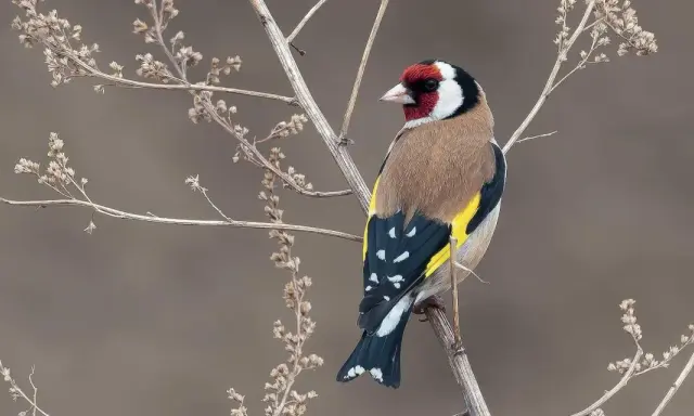 Un piccolo cardellino femmina, con il suo piumaggio colorato, si posa su un ramo secco tra le infiorescenze.