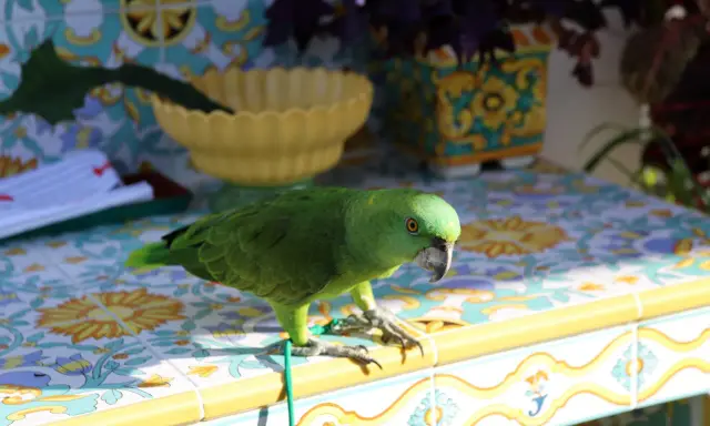 Un pappagallo verde, uno dei tanti pappagalli piccoli, si posa su un tavolo piastrellato con motivi floreali.