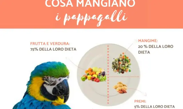 Ecco cosa mangiano gli inseparabili: 75% frutta e verdura, 20% mangime e 5% premi.