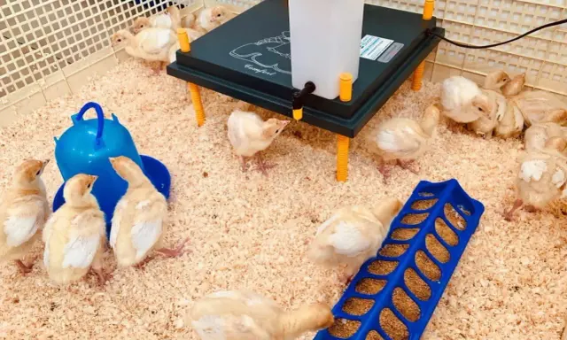 Pulcini in un recinto con mangiatoia blu e una lampada riscaldante. Sono pronti per la loro prima da pappetta.