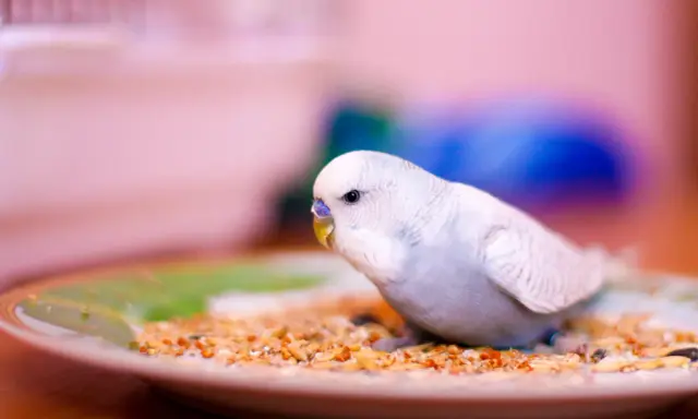 Un parrocchetto bianco e azzurro mangia semi misti da un piatto. Ecco cosa mangiano i parrocchetti per una dieta equilibrata.