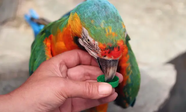 Un colorato pappagallo, con piume verdi, arancioni e blu, becca da un tappo verde tenuto da una mano. Sembra un cucciolo di pappagallo, curioso e affamato.