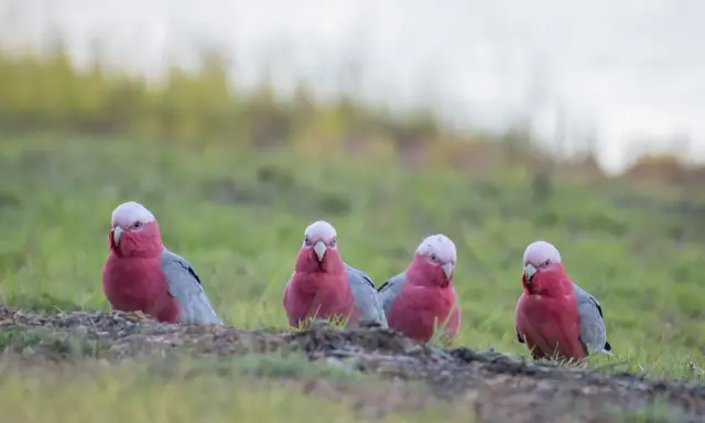 Quattro pappagalli rosa e grigi, come un pappagallo silenzioso, osservano curiosi dal prato.