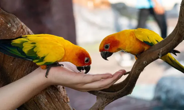 Due pappagalli solari, con piume gialle e arancioni, mangiano dalla mano di una persona.
