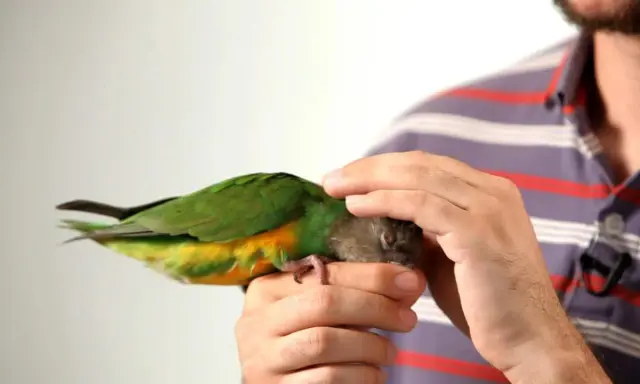 Un uomo accarezza un pappagallo verde e giallo, mostrando un metodo per come addestrare un pappagallo con pazienza e affetto.