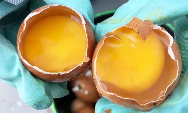 Mani guantate tengono due gusci d'uovo con tuorli dorati. Tante uova cosa fare? Perfette per una frittata o una torta!