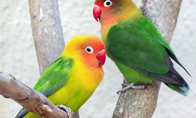 Due agapornis fischeri colorati, uno giallo e arancio, l'altro con testa marrone, verdi e blu, appollaiati su rami.