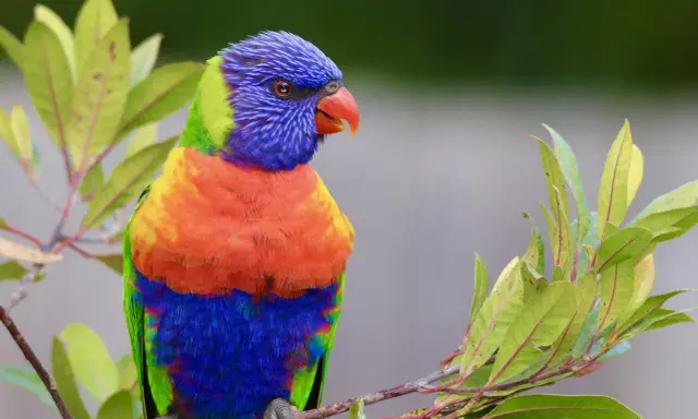 Pappagallo arcobaleno su ramo, nel suo habitat naturale. I colori vivaci del piumaggio si fondono con il verde delle foglie.