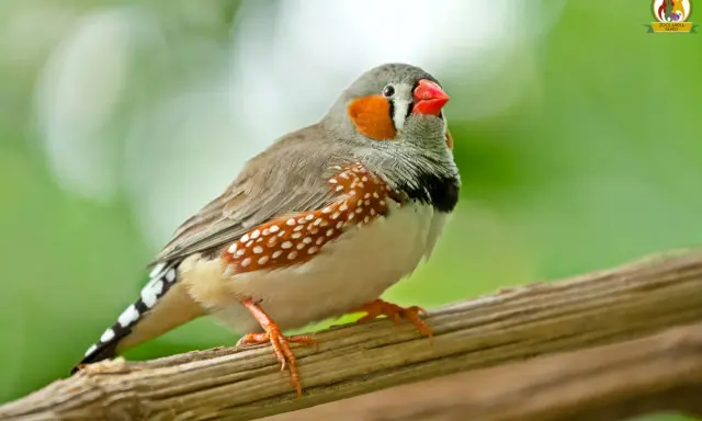 Un bengalini con becco rosso e guance arancioni, posato su un ramo. Questi uccelli amano semi e piccoli insetti, scopri cosa mangiano i bengalini!