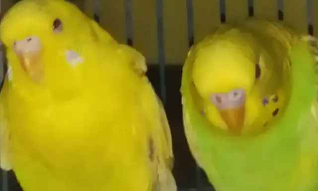 Due cocorite, una gialla e una verde, in attesa di un nuovo arrivo. La cocorita incinta sembra un po' più paffuta.