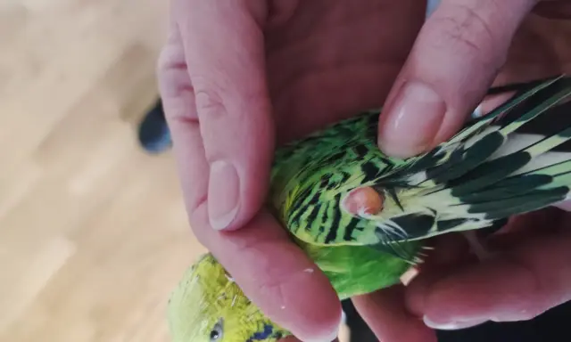 Mano che tiene un parrocchetto verde e giallo, con una piccola pallina di grasso visibile vicino all'ala.