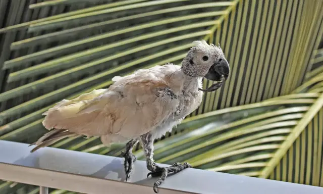 Pappagallo con piume arruffate e becco deformato, forse affetto da malattia del becco dei pappagalli. Si appollaia su un corrimano con foglie di palma sullo sfondo.