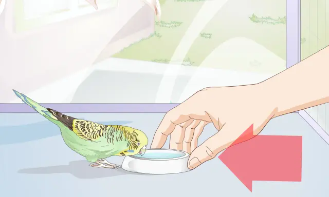 Un pappagallino verde e giallo beve da una ciotola d'acqua. La mano di una persona offre la ciotola, mostrando cosa mangiano i pappagallini.