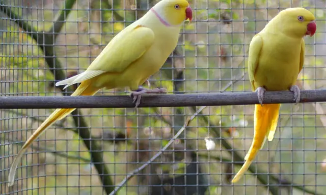Due parrocchetti dal collare gialli, uno a sinistra con collare rosa, sono in un recinto. Il loro allevamento è un successo.
