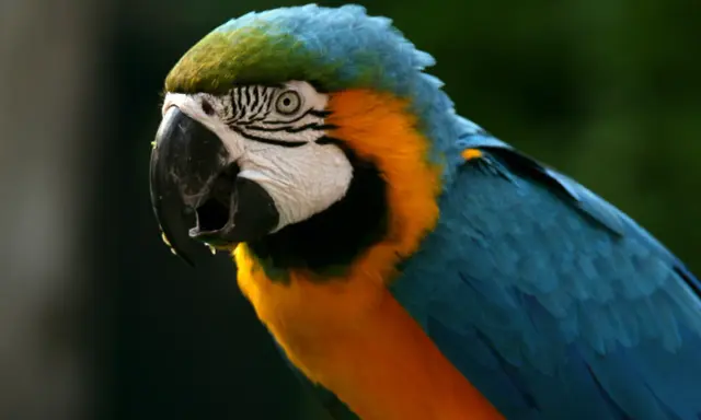 Un pappagallo ara blu e giallo, con un'espressione che suggerisce che la tricomoniasi guarisce da sola.