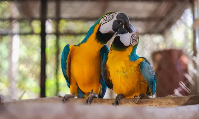 Due pappagalli ara blu e gialli si baciano, mostrando quanto sia affettuoso questo pappagallo.
