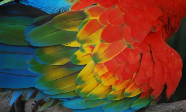 Dettaglio di una muta di uccelli, con piume rosse, gialle, verdi e blu che creano un mosaico vibrante.