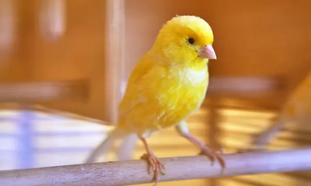 Un canarino giallo brillante su un posatoio, pronto a cantare. Scopri come stimolare il canarino a cantare con consigli utili.