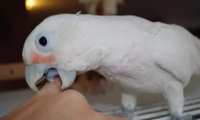 Un pappagallo bianco con occhi aperti e un tocco di rosso sulle guance, interagisce con un dito.