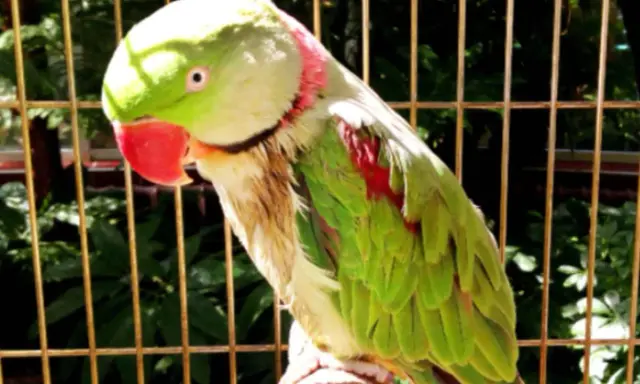 Pappagallo verde con macchie rosse sul petto, mostra un comportamento da pappagallo in calore, con il collo arrossato.