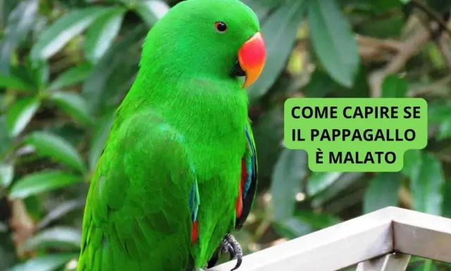 Pappagallo verde brillante, con becco arancione, seduto su un ramo. Il testo dice "Come capire se il pappagallo è malato".