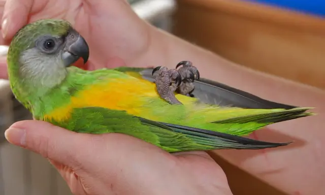 Un pappagallo verde e giallo, tenuto tra le mani, mostra il suo addomesticare significato attraverso la fiducia.