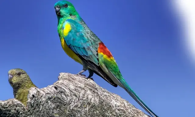 Un magnifico parrocchetto dal groppone rosso, con piumaggio verde smeraldo e giallo, si posa su un ramo.