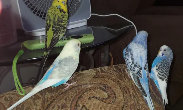 Quattro pappagallini, alcuni verdi e altri blu, sembrano chiacchierare seduti su un divano.