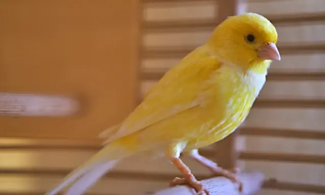 Un vivace canarino giallo, con il suo piumaggio brillante, si posa su un ramo. La muta dei canarini è un processo naturale che rinnova il loro splendore.