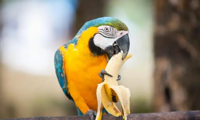 Un pappagallo ara blu e giallo mangia una banana, il cui interno bianco uovo contrasta con la buccia gialla.