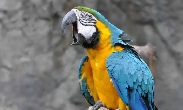 Ara blu e gialla con becco aperto, forse per un problema di becco di pappagallo malattia.