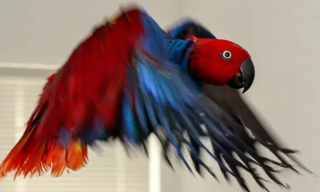 Pappagallo rosso e blu in volo, con le ali spiegate. Sembra un pappagallo intossicato per i colori vivaci e il movimento sfocato.
