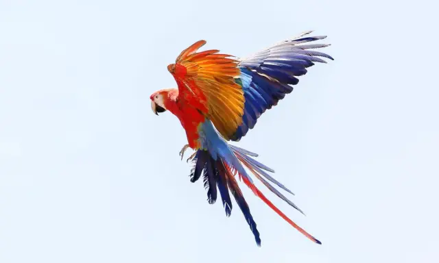 Un'ara scarlatta in volo, con ali spiegate che mostrano un tripudio di colori: rosso, arancione, blu e bianco.