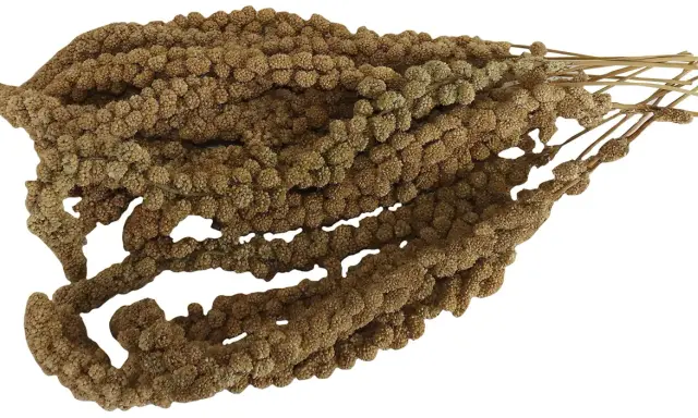 Un fascio di spighe di miglio semi, con i loro piccoli chicchi marroni disposti in dense pannocchie, pronti per essere gustati da uccelli e roditori.