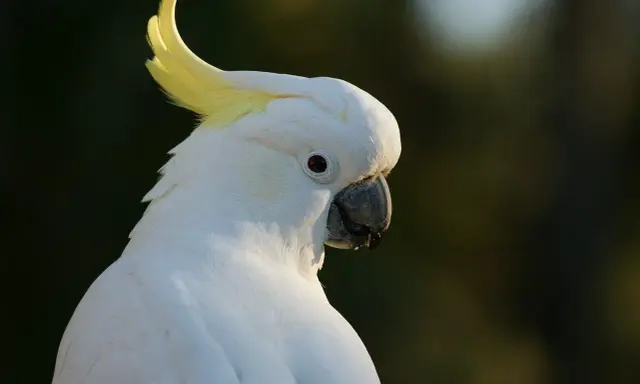 Un magnifico pappagallo cacatua bianco con cresta gialla, con uno sguardo intenso.