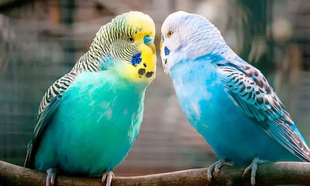 Due cocoriti, uno verde e giallo, l'altro blu, si guardano intensamente, come se i cocoriti parlassero tra loro.